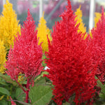 Mixed Celosia Argentea Flower Seeds, Heirloom, Non-GMO Seeds for Planting seeds for planting in home garden