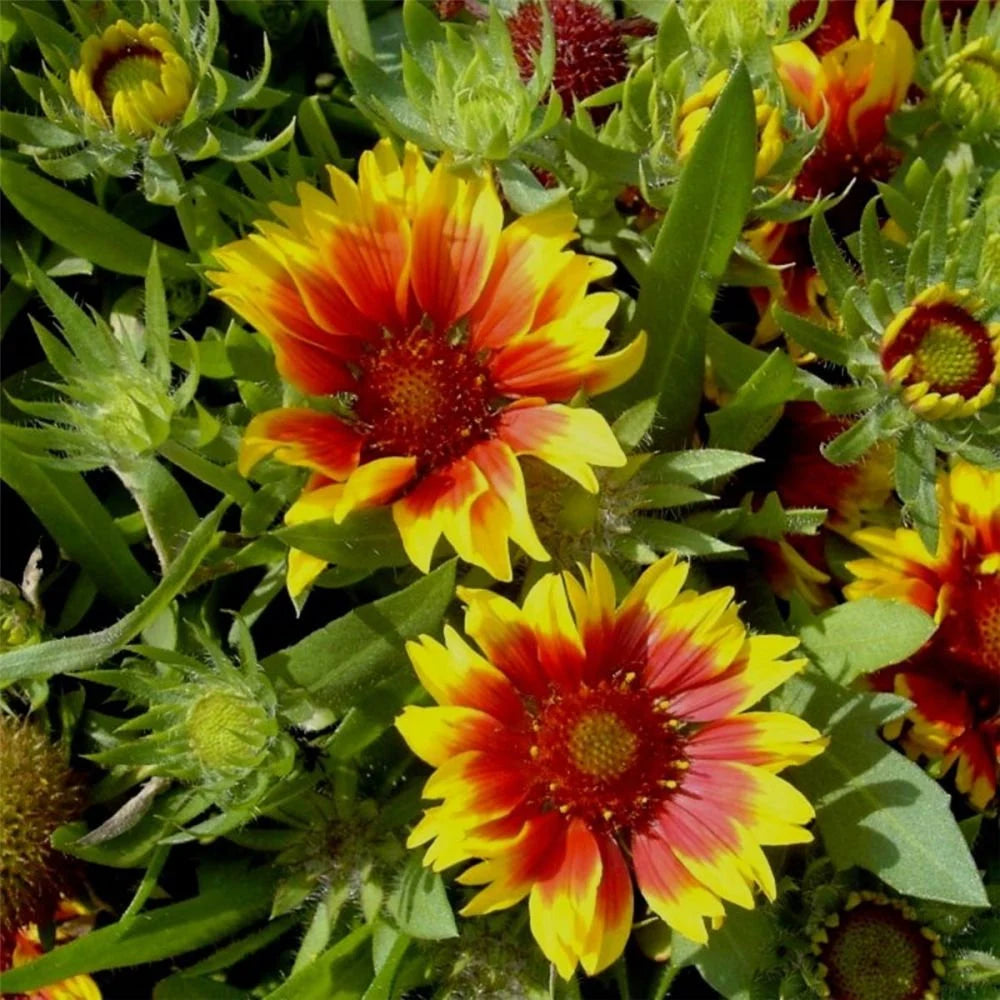 Yellow (Yellow scientific name) for planting in garden