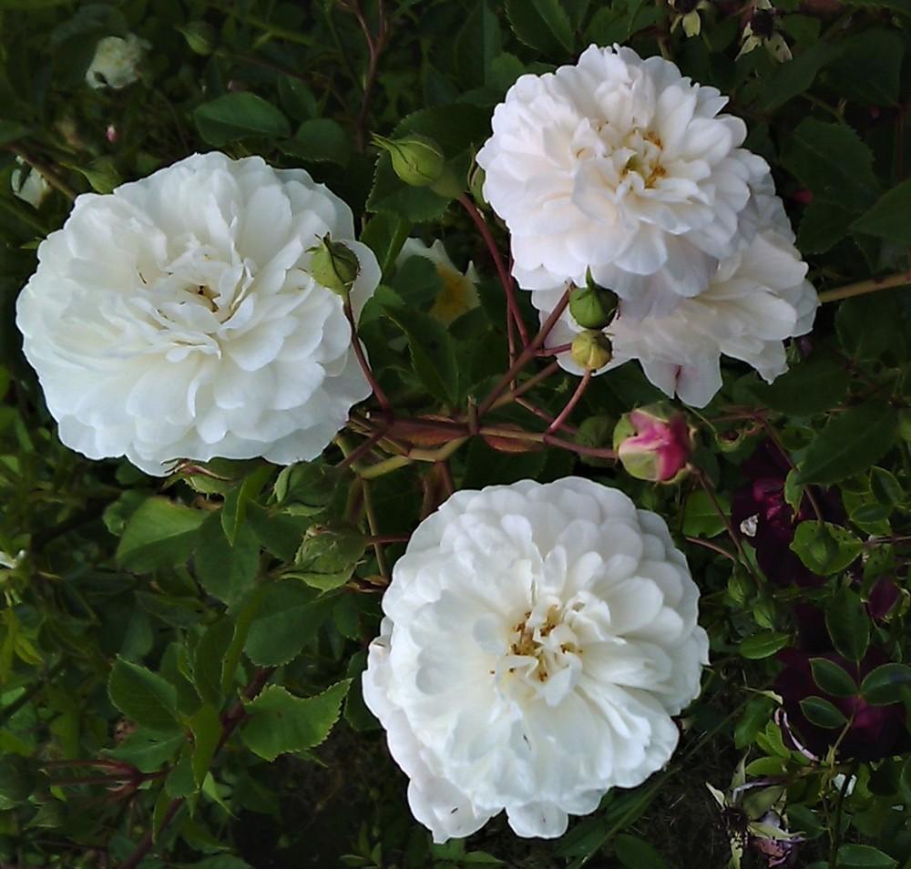 Heirloom Non-GMO Polyantha Rose Flower Seeds for Garden Planting for planting in home garden