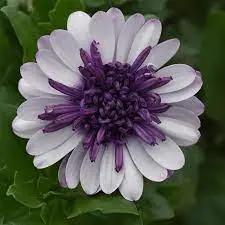 White Purple Omeris Flower Seeds for Planting NON GMO Seeds seeds for planting in home garden