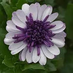 White Purple Omeris Flower Seeds for Planting NON GMO Seeds seeds for planting in home garden