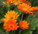 Orange Marguerite Flower Seeds for Planting - 100 seeds for planting in home garden