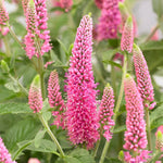 Heirloom Pink Veronica Flower Seeds, Non-GMO Spiked Blooms for Pollinator-Friendly Garden Planting for planting in home garden