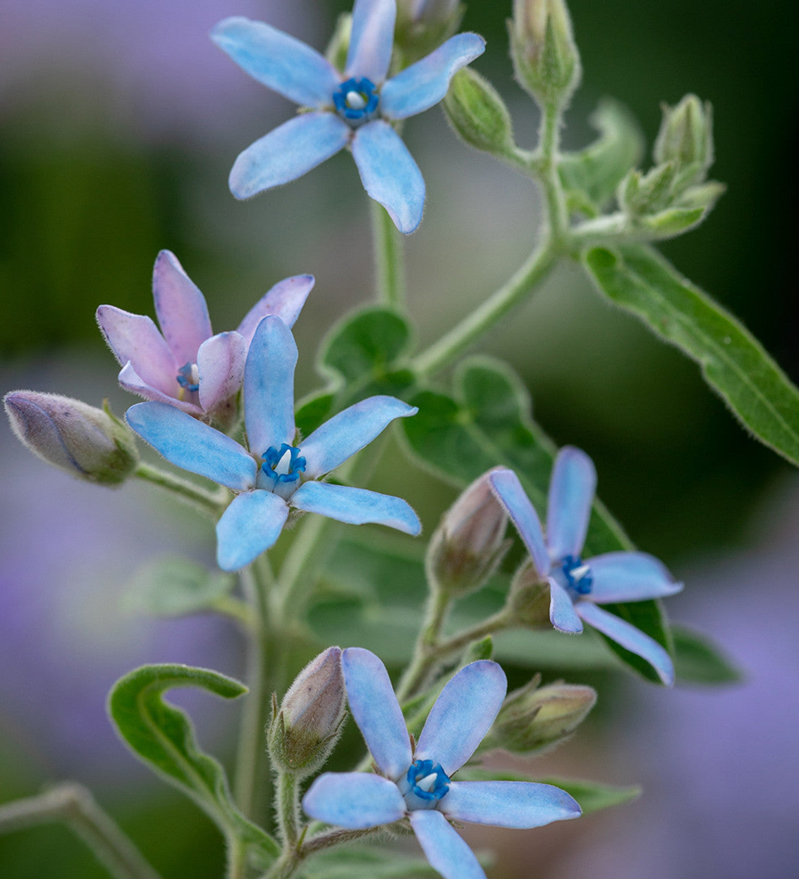 Rare Tweedia Flower Seeds for Planting - 100 seeds for planting in home garden