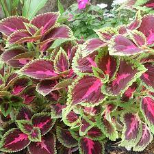 Light Yellow Pink Coleus Plant Seeds for Planting - Heirloom and Non-GMO Garden Seeds seeds for planting in home garden