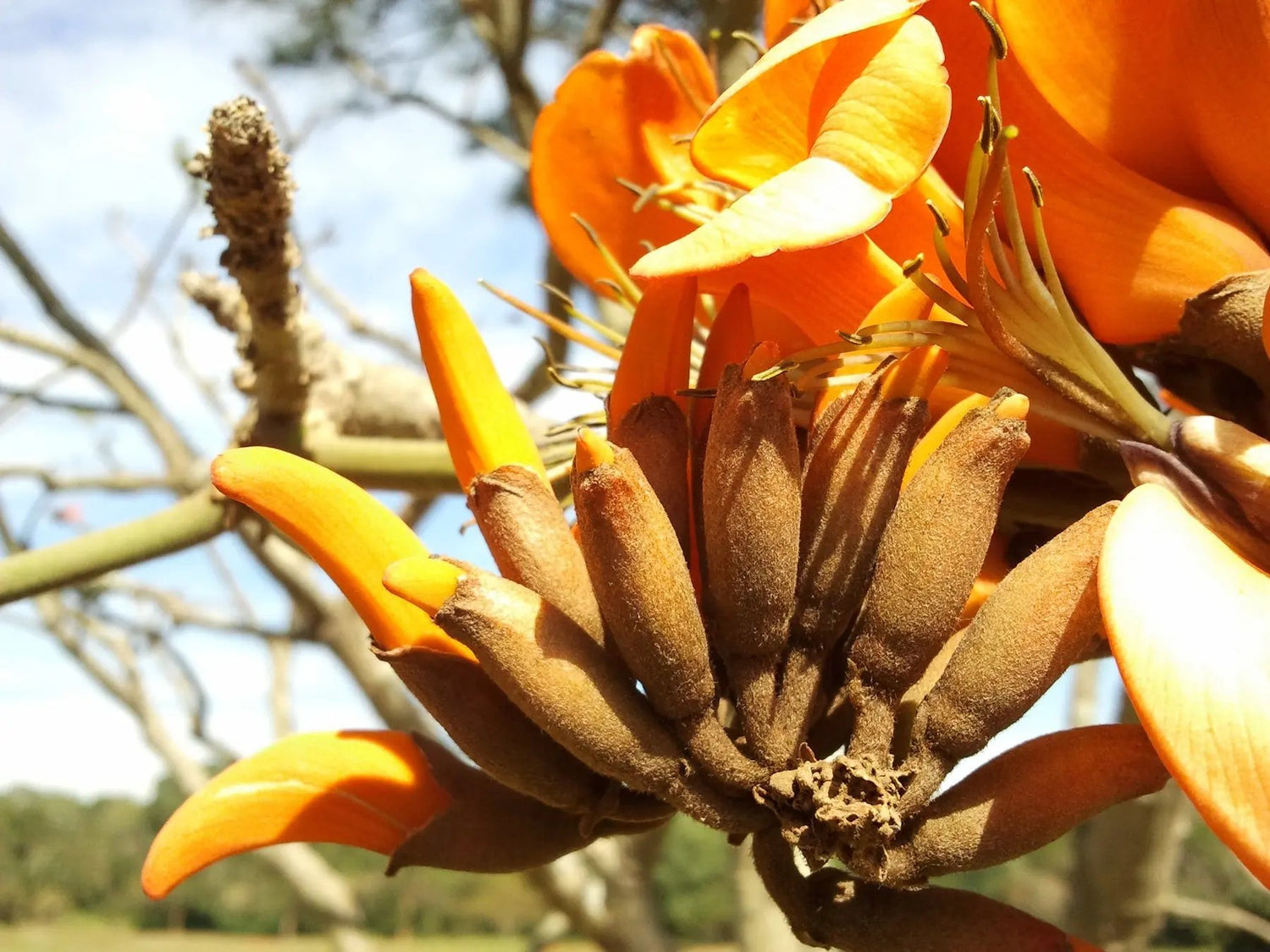 Yellow Erythrina Seeds for Planting - NON GMO Seeds seeds for planting in home garden
