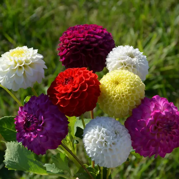 Dahlia Flower Seeds – Heirloom, Non-GMO Seeds for Planting Colorful Garden Blooms for planting in home garden