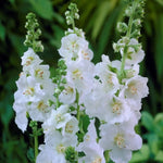 White Verbascum Flower Seeds for Planting - NON GMO Seeds seeds for planting in home garden