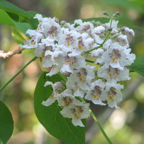 Heirloom Non-GMO White Catalpa Flower Seeds for Garden Planting ...