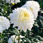 Flower (Flower scientific name) for planting in garden