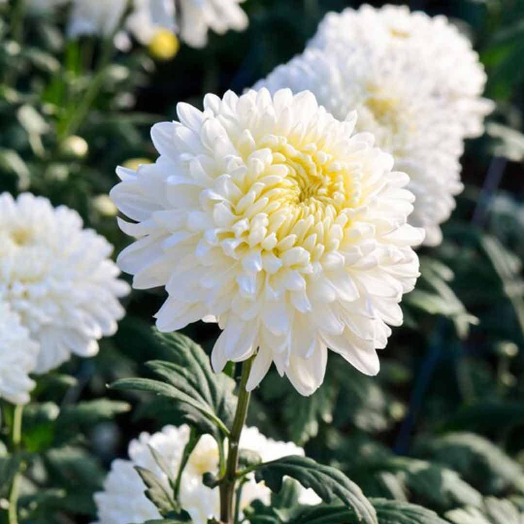 Flower (Flower scientific name) for planting in garden