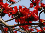 Ceiba Flower Seeds for Planting - 100 seeds for planting in home garden