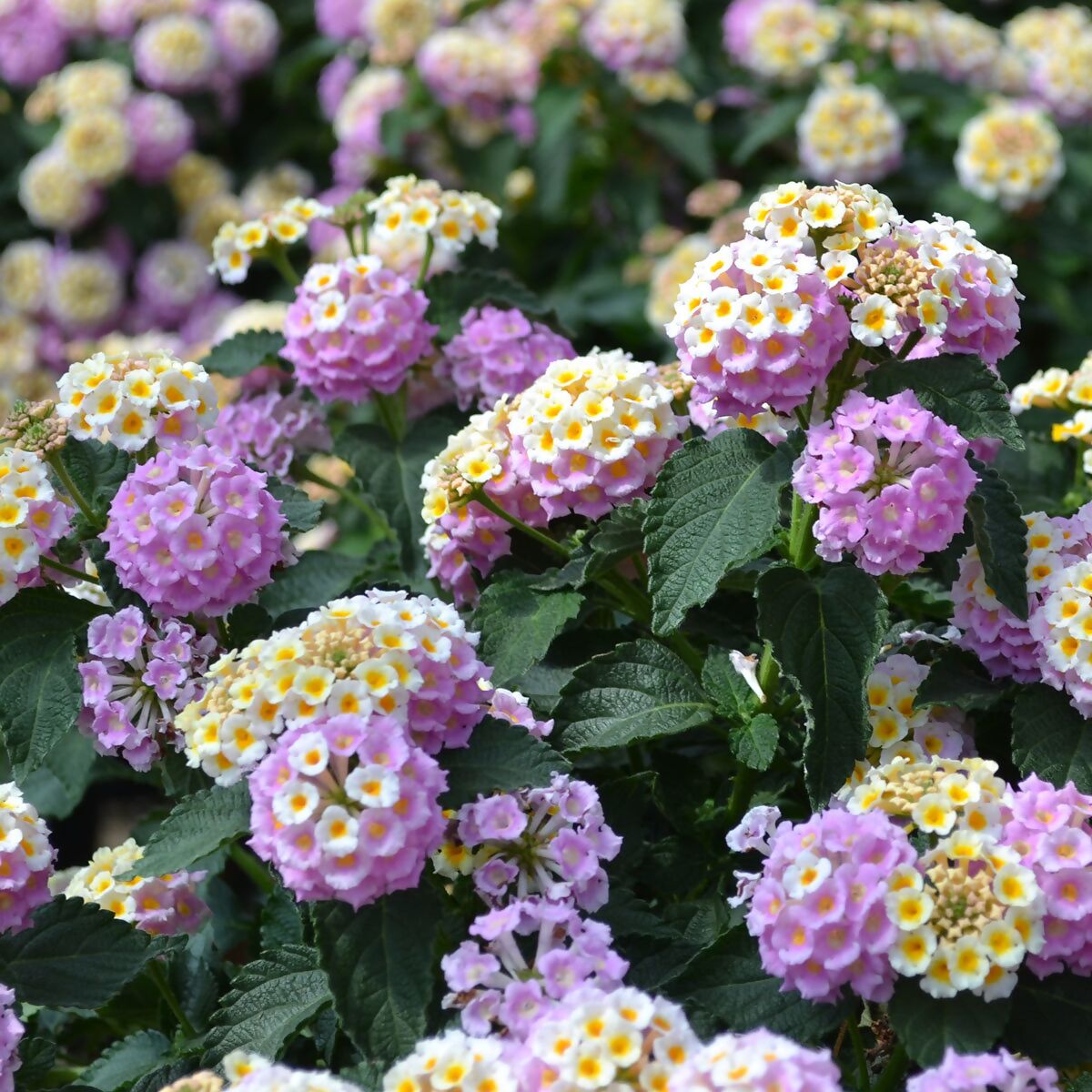 Wandelröschen Flower Seeds for Planting, 100 seeds for planting in home garden