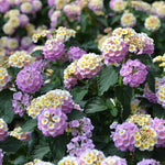 Wandelröschen Flower Seeds for Planting, 100 seeds for planting in home garden