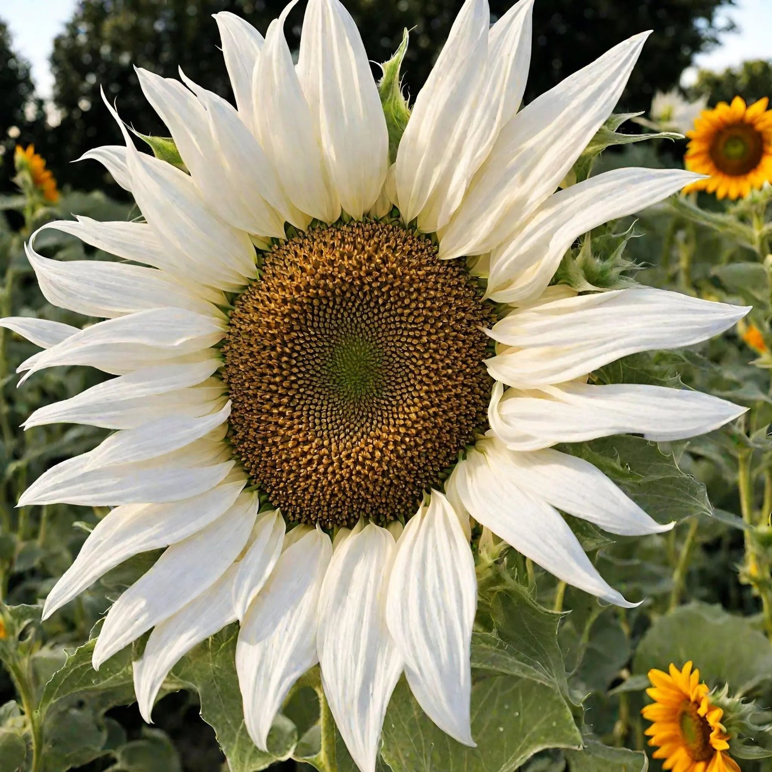 White Sunflower Flower Seeds for Planting – Rare Blooming Variety for Garden Charm seeds for planting in home garden
