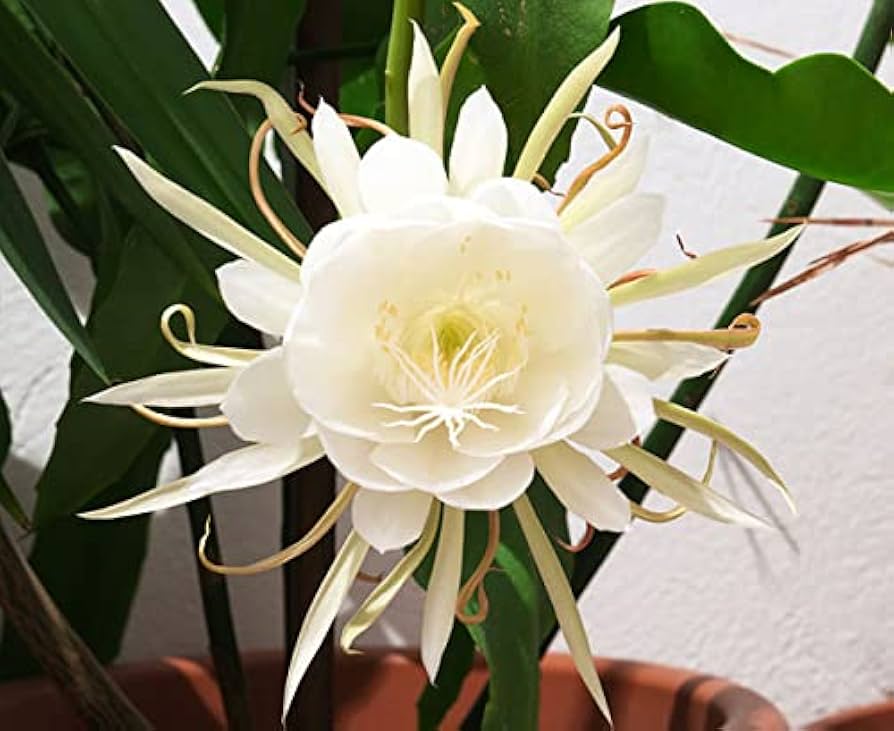 Epiphyllum Oxypetalum Flower Seeds for Planting - 100 seeds for planting in home garden