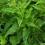Heirloom Non-GMO Henry Plant Seeds for Garden for planting in home garden