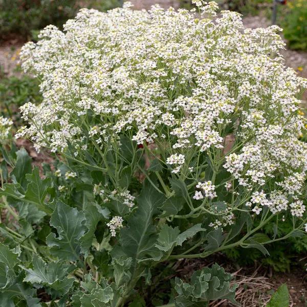 Seakale Flower Seeds for Planting - NON GMO Seeds seeds for planting in home garden