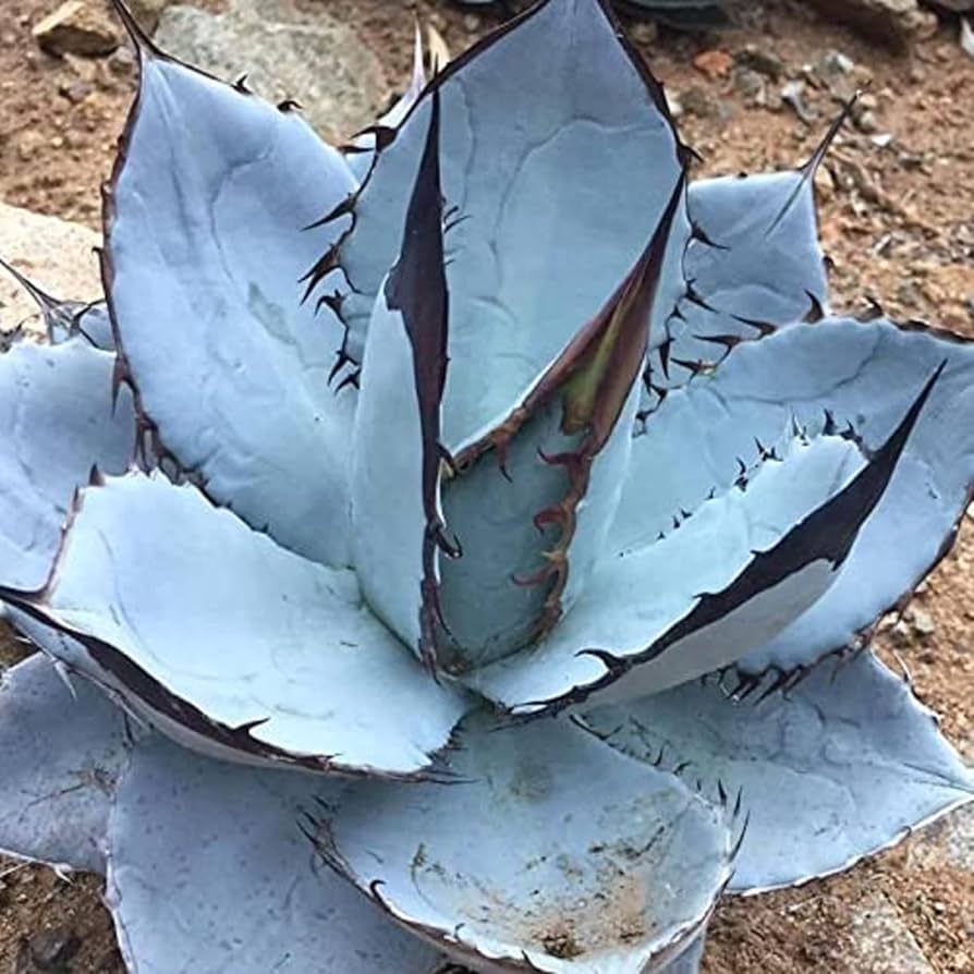 Titanota (Titanota scientific name) for planting in garden