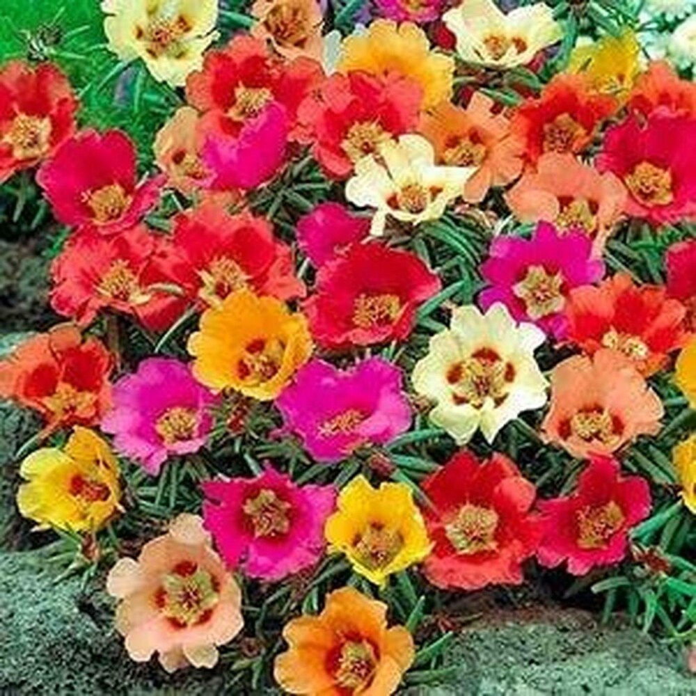 Mixed Portulaca Flower Seeds for Planting, 100 seeds for planting in home garden