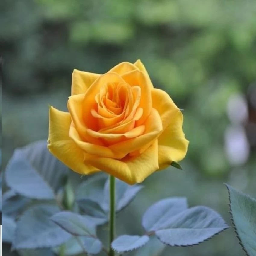 Thick Yellow Rose Flower Seeds for Planting Non-GMO Heirloom Garden ...