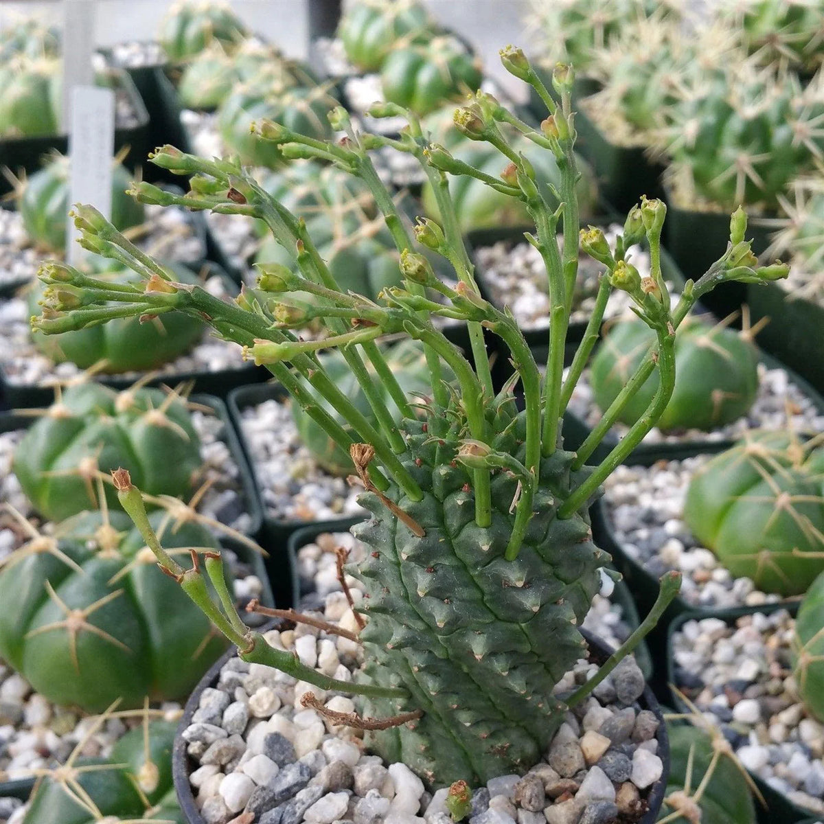 Euphorbia Spiralis Plant Seeds for planting in home garden