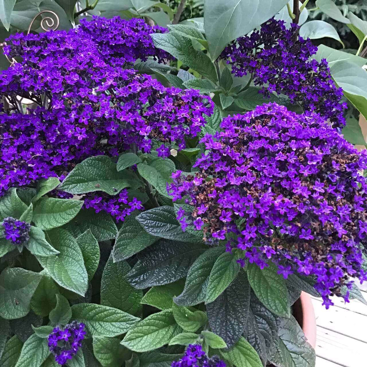 Fresh Heliotrope Flower Seeds for Planting - 100 seeds for planting in home garden