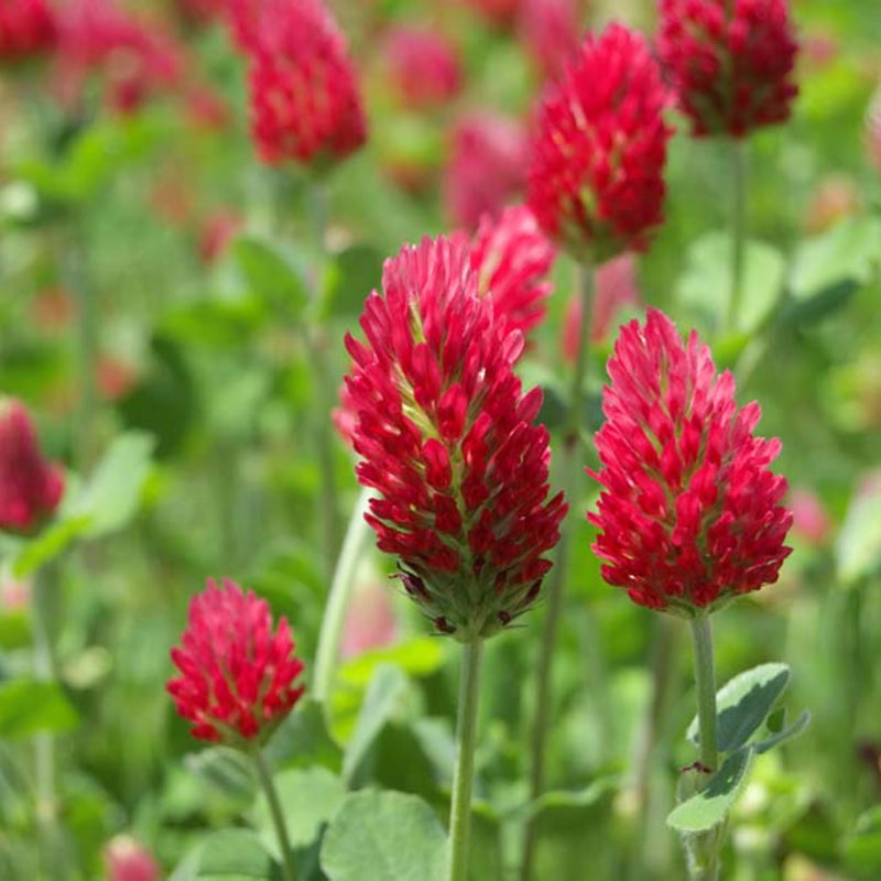 Crimson Flower Seeds for planting in home garden