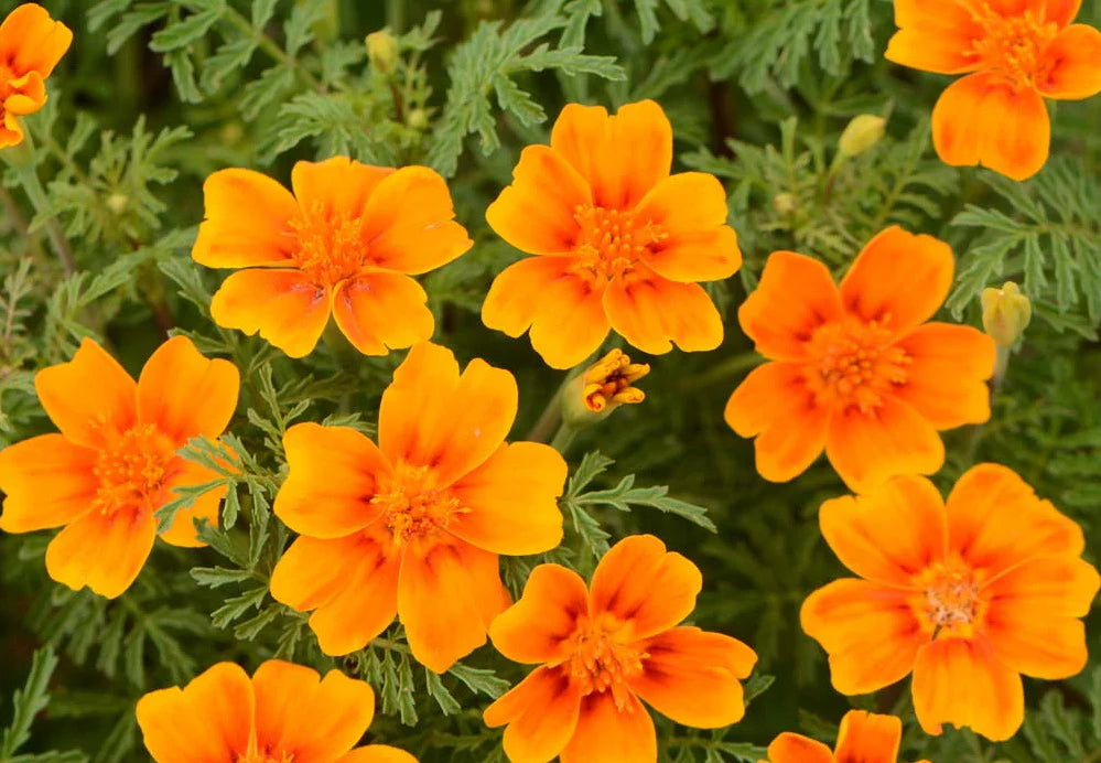 Yellow Signet Marigold Flower Seeds – Heirloom Non-GMO Seeds for Garden Planting seeds for planting in home garden