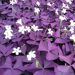 Oxalis Triangularis Flower Seeds – Heirloom, Non-GMO Seeds for Planting Vibrant Purple Blooms seeds for planting in home garden
