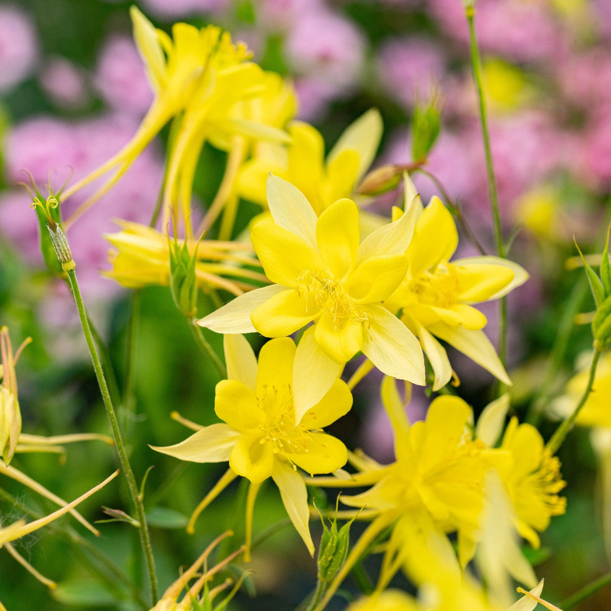 Aquilegia Chrysantha Flower Seeds for planting in home garden