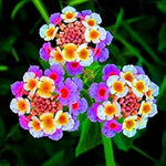 perennial-organic-heirloom-non-gmo-lantana-camara-mixed-seeds

