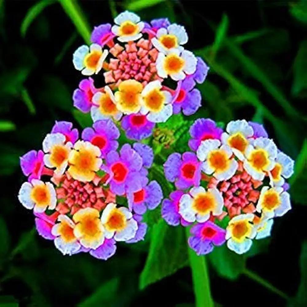 perennial-organic-heirloom-non-gmo-lantana-camara-mixed-seeds

