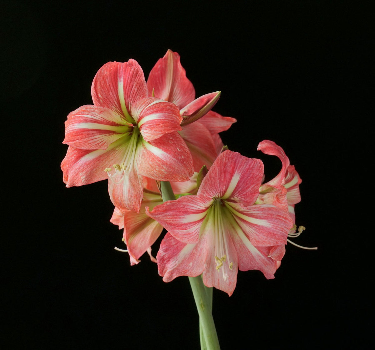 Hippeastrum Flower Seeds for planting in home garden