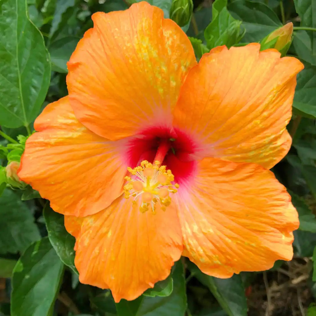 Heirloom Orange Hibiscus Rosa-Sinensis Flower Seeds – Non-GMO Tropical Blooms for Garden Planting seeds for planting in home garden