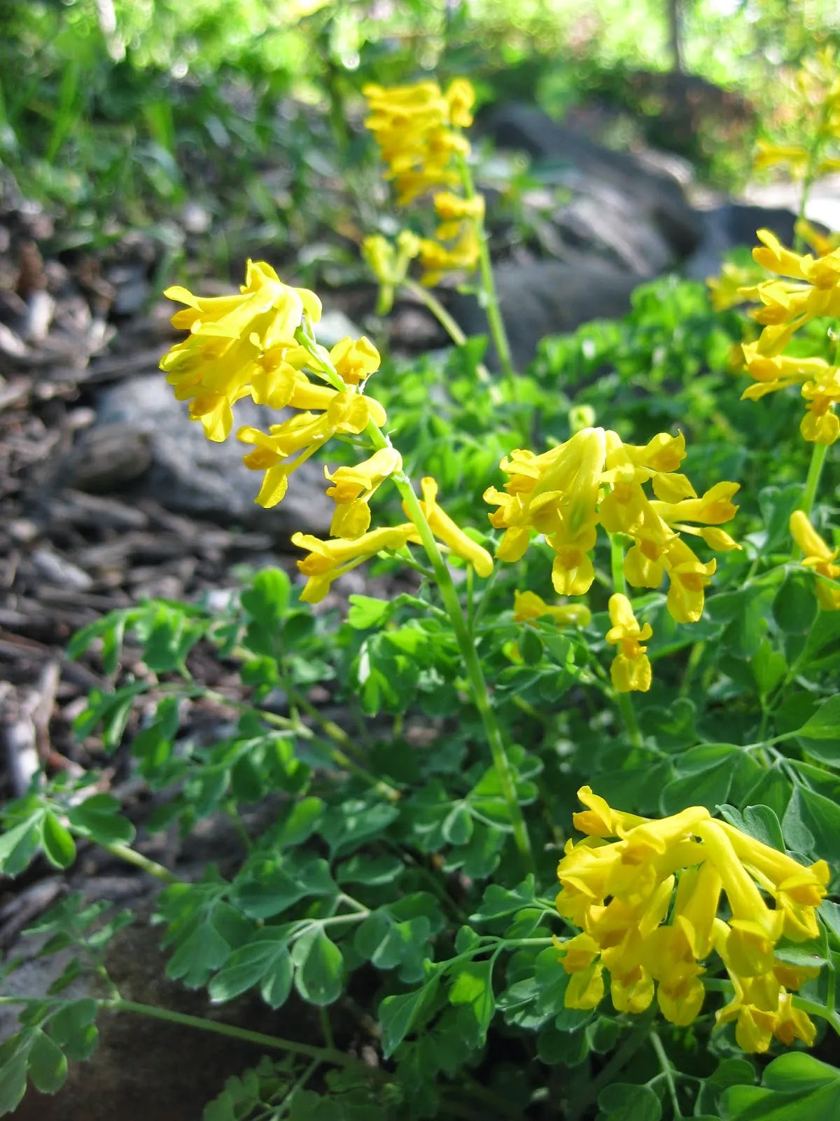 Heirloom Non-GMO Yellow Corydalis Manchu Flower Seeds for Garden Planting seeds for planting in home garden