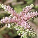 Heirloom Non-GMO Pink White Sedum Pulchellum Flower Seeds for Planting – Hardy Ground Cover Blooms seeds for planting in home garden
