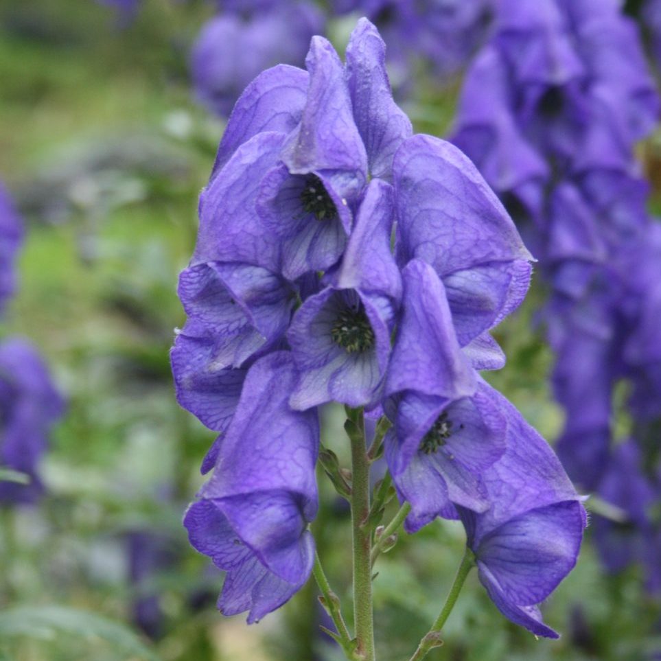 Blue Carmichaelii Flower Seeds for Planting, 100 seeds for planting in home garden