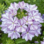 Organic Heirloom White Purple Verbena Flower Seeds – Non-GMO Hardy Seeds for Planting seeds for planting in home garden