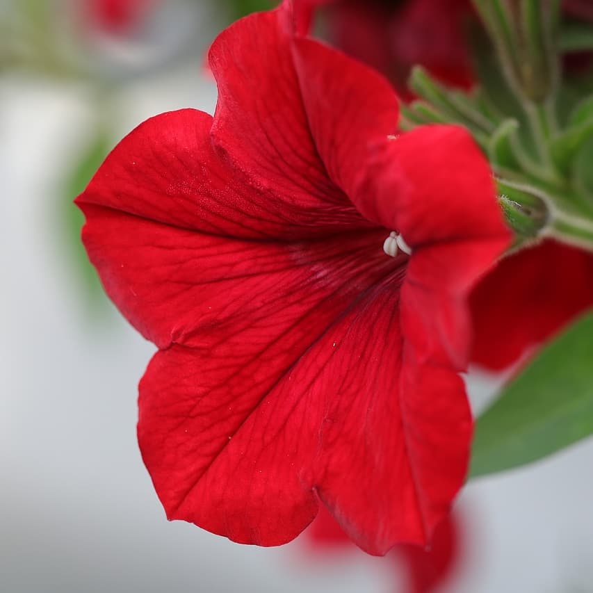 Red Velour Flower Seeds for Planting - 100 seeds for planting in home garden