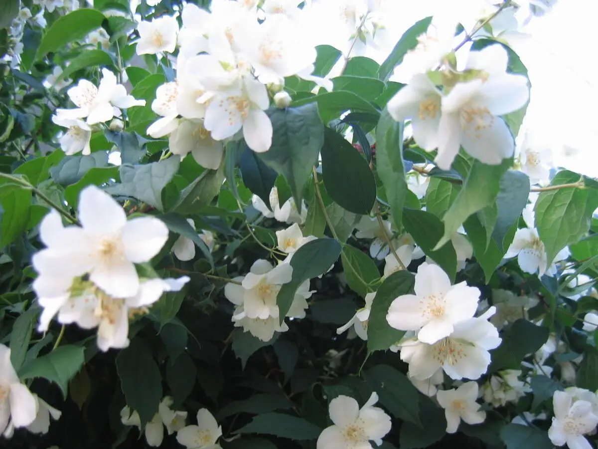 Philadelphus Coronarius Seeds for Planting - NON GMO Seeds seeds for planting in home garden