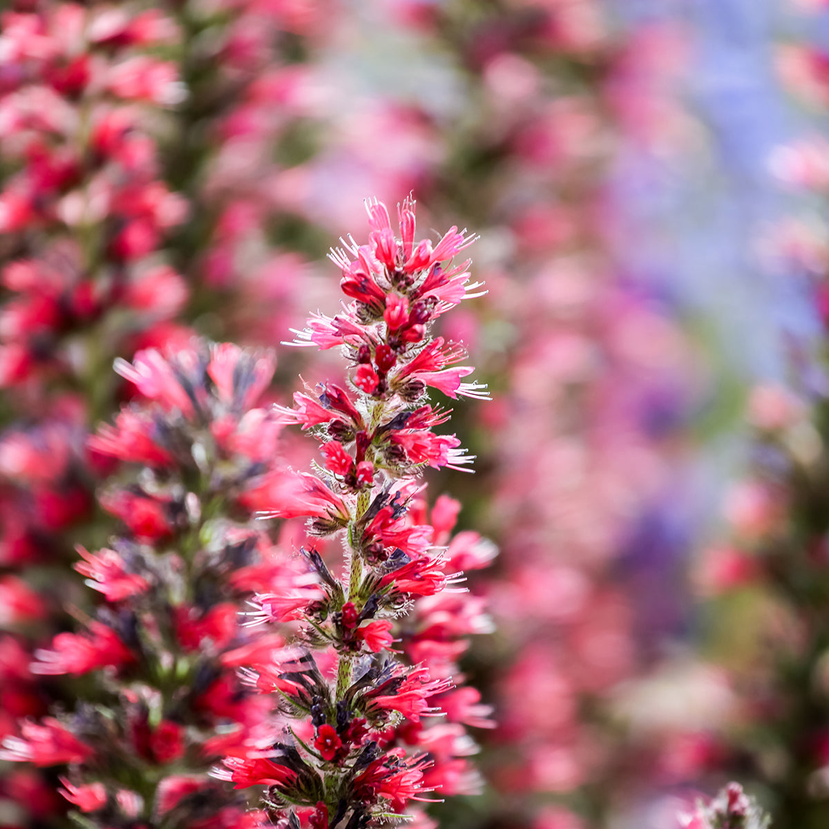 Amoenum Red Flower Seeds for Planting for planting in home garden