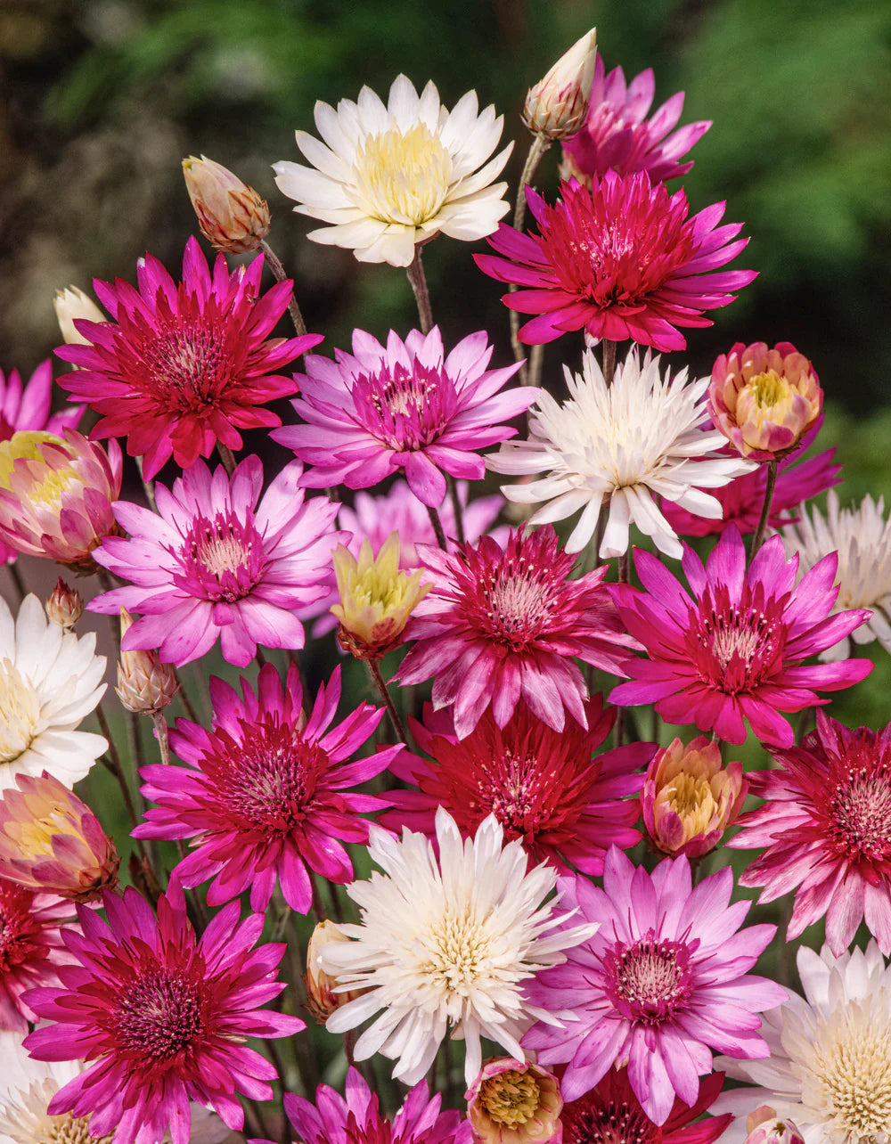Xeranthemum Annuum Flower Seeds for Planting - 100 seeds for planting in home garden