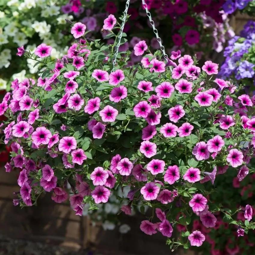 Surfinia Flower Seeds for Planting - NON GMO Seeds seeds for planting in home garden