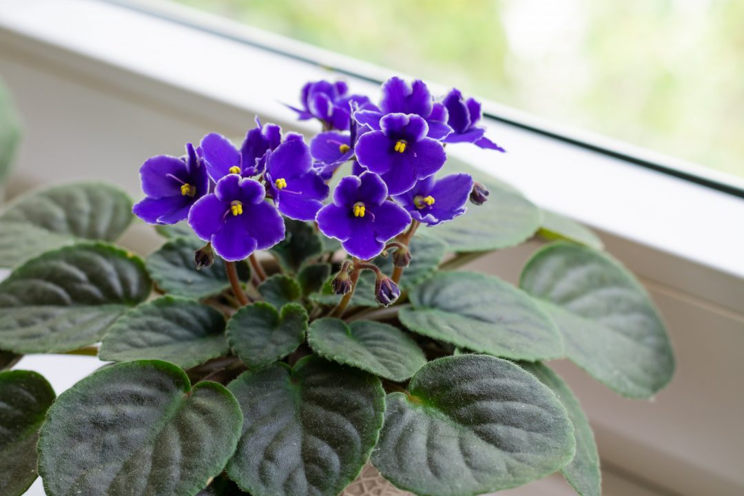 African Violet Sky Blue Flower Seeds for Planting - 100 seeds for planting in home garden