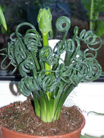 Curly Twisted Plant Seeds for Planting - 100 seeds for planting in home garden