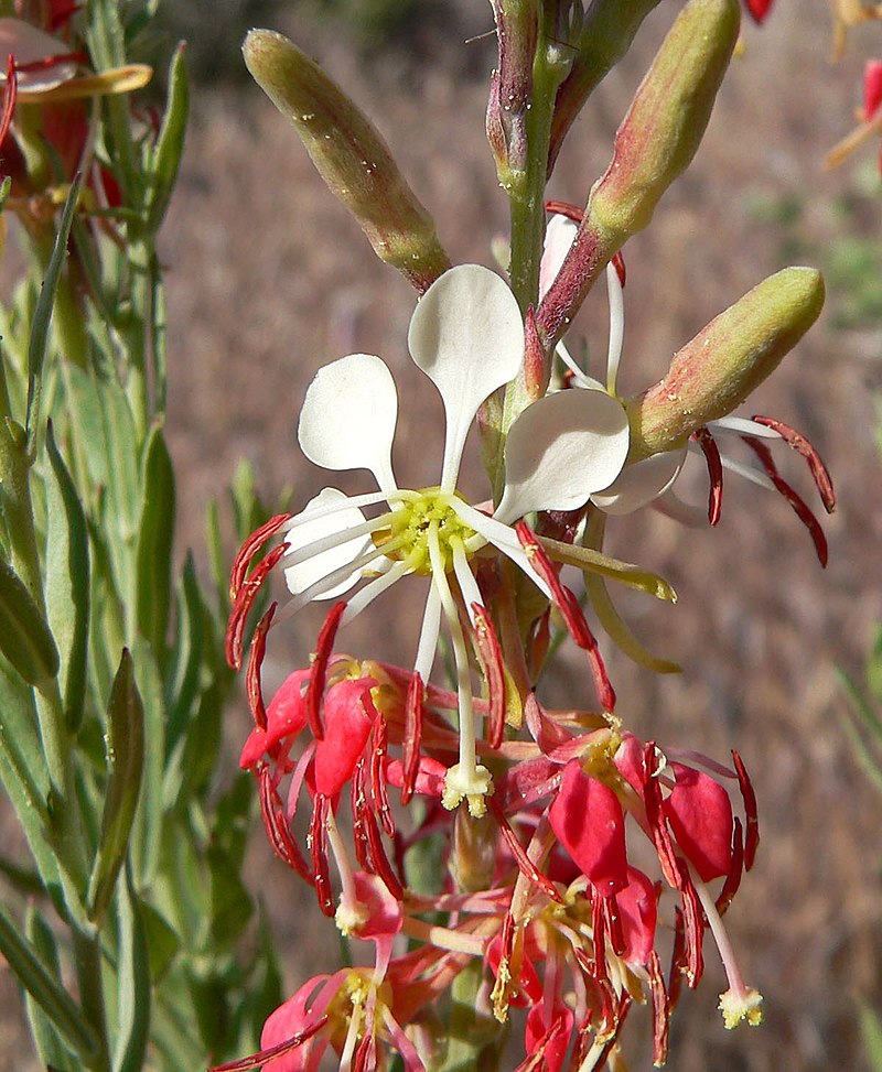 Oenothera Suffrutescens Flower Seeds for Planting - NON GMO Seeds seeds for planting in home garden