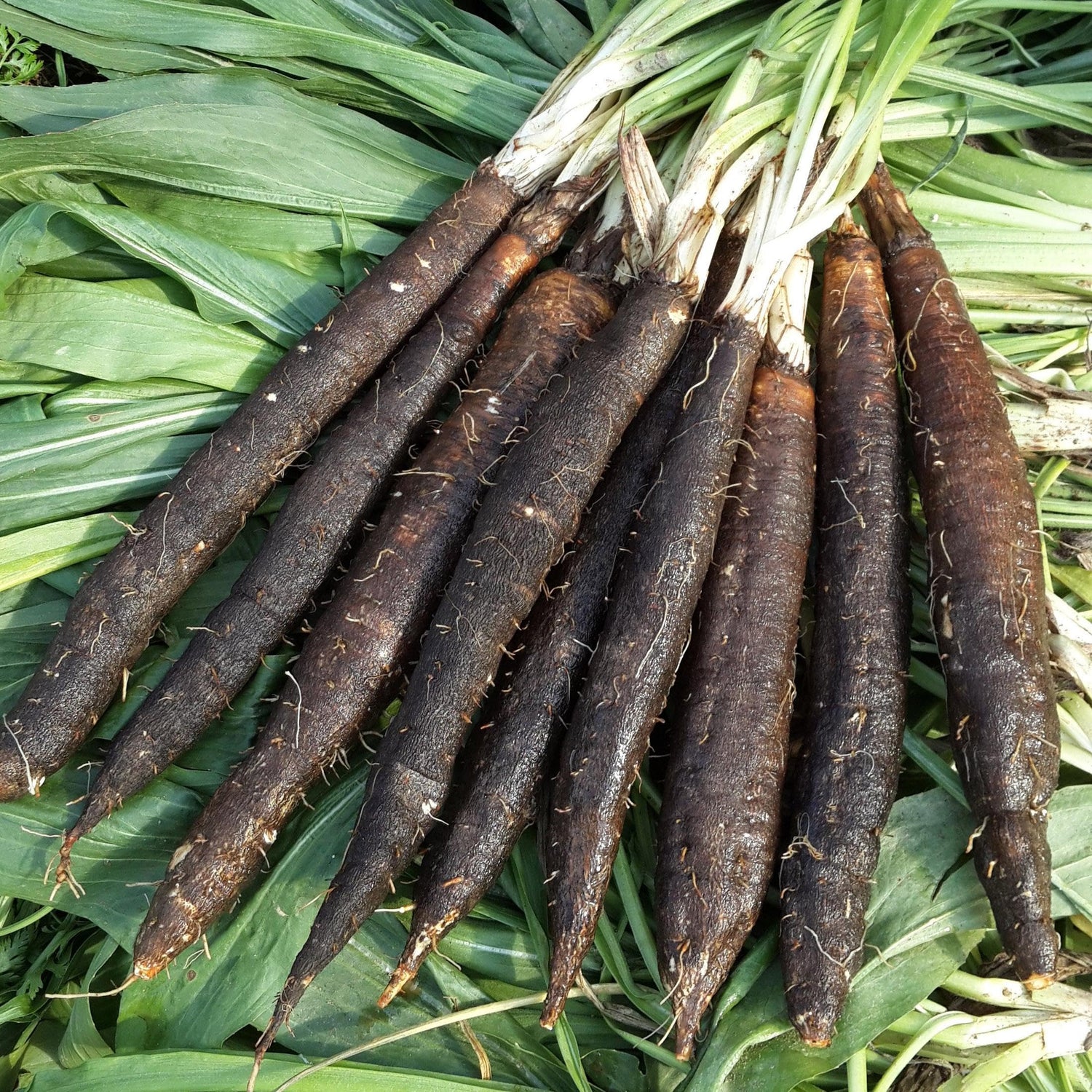 Black Salsify - Black Oyster Plant/Scorzonera