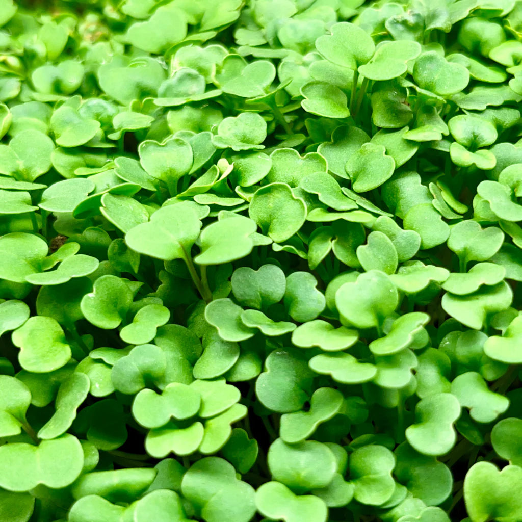 Arugula Organic Microgreen Seed