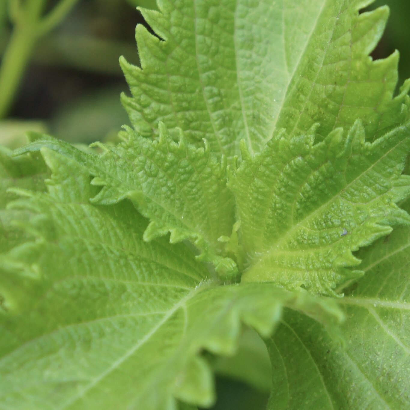 Green Ohba Ao Shiso